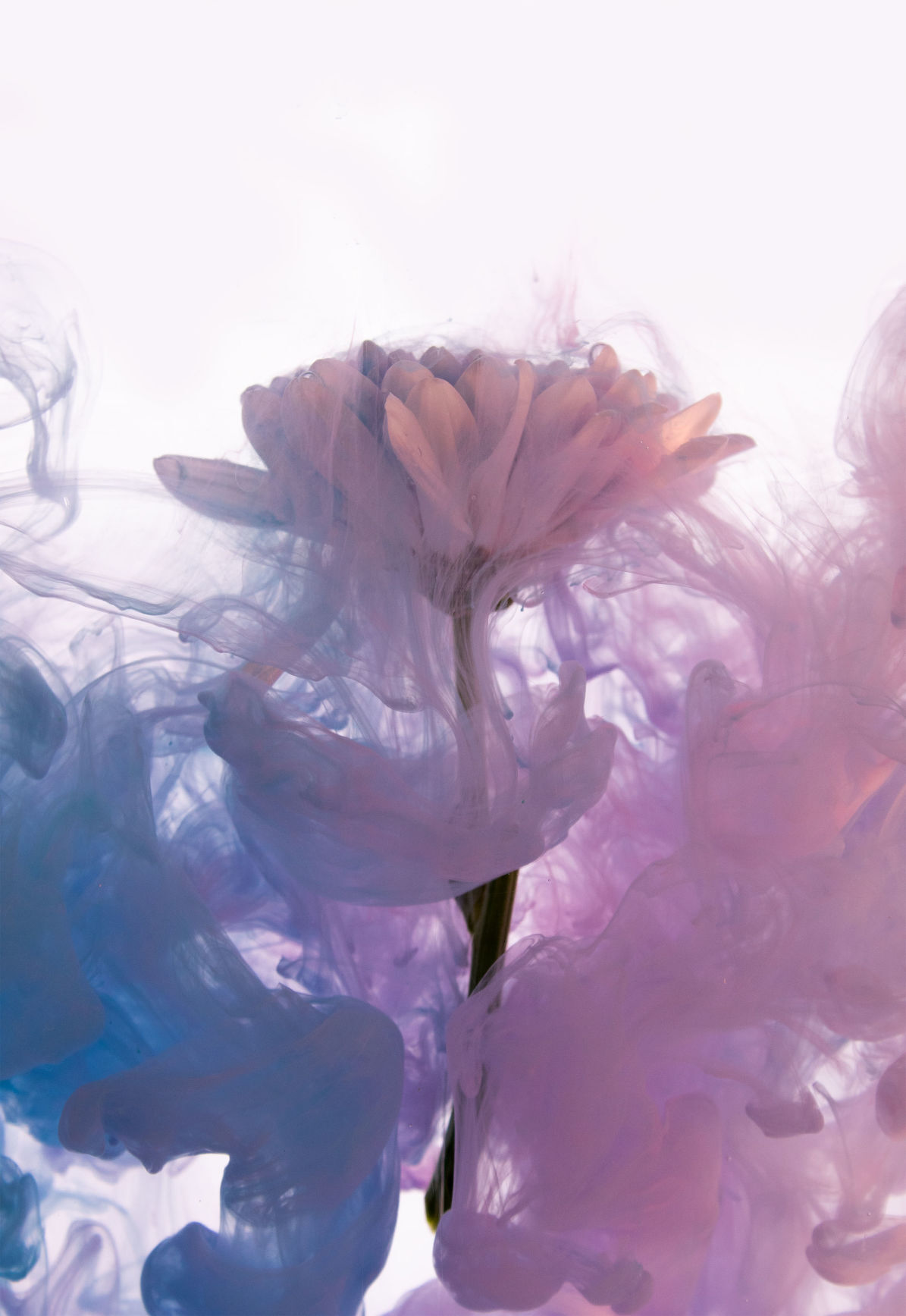 How a flower gets its color